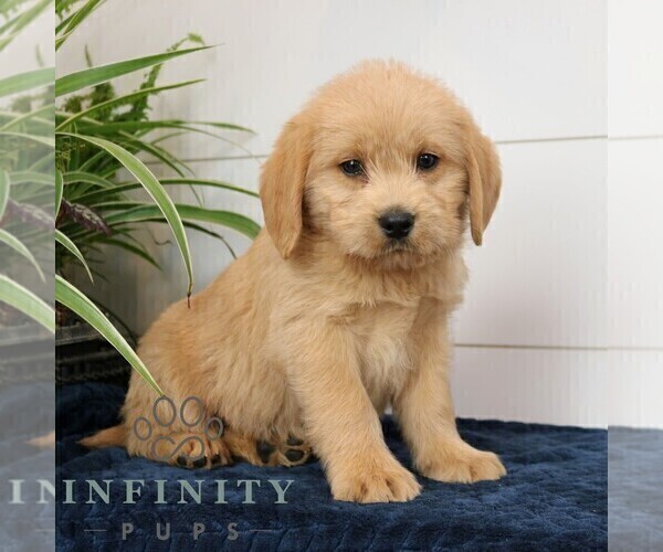 Medium Photo #1 Goldador Doodle Puppy For Sale in NARVON, PA, USA