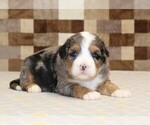 Small #5 Bernedoodle (Miniature)