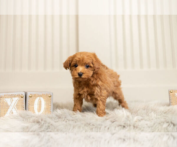 Medium Photo #6 Maltipoo Puppy For Sale in WARSAW, IN, USA