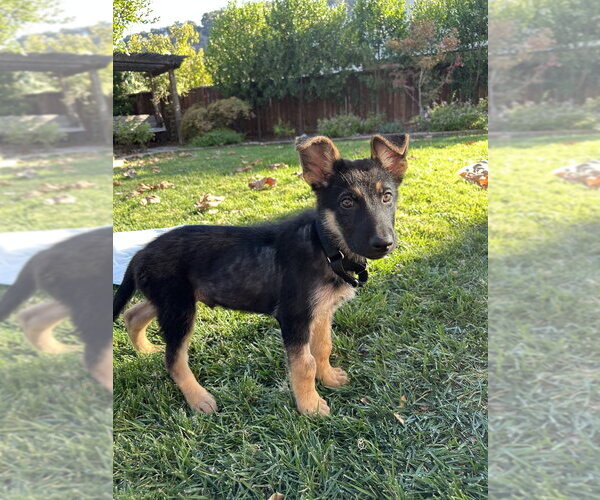 Medium Photo #3 German Shepherd Dog Puppy For Sale in West Sacramento, CA, USA