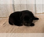 Puppy Stella Labrador Retriever