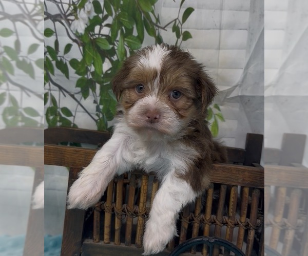 Medium Photo #16 Shorkie Tzu Puppy For Sale in SELLERSBURG, IN, USA