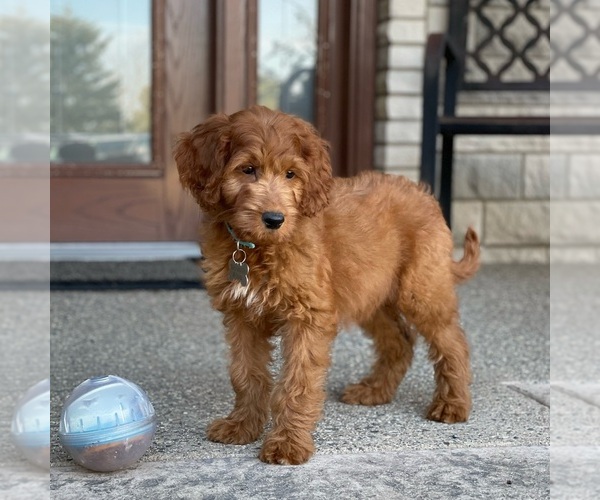 Medium Photo #6 Goldendoodle Puppy For Sale in WOLCOTT, IN, USA