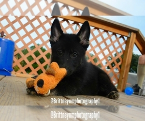 German Shepherd Dog-Sharberian Husky Mix Puppy for sale in MULBERRY, FL, USA