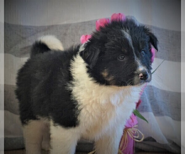 Medium Photo #3 Border Collie Puppy For Sale in LUBLIN, WI, USA