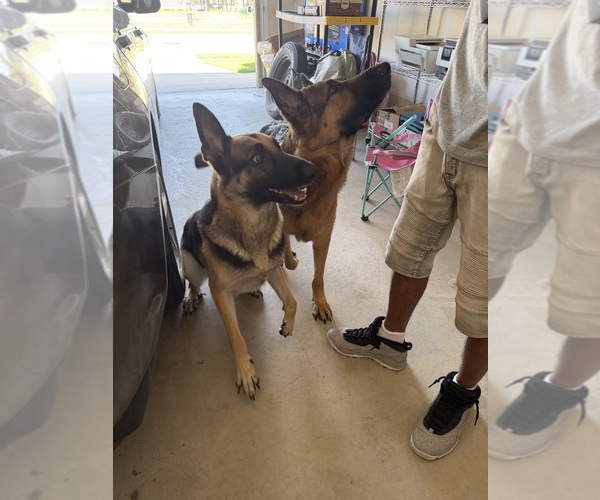 Medium Photo #1 German Shepherd Dog Puppy For Sale in DALLAS, TX, USA