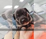 Small Photo #12 Rottweiler-Unknown Mix Puppy For Sale in Chico, CA, USA