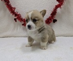 Puppy Rambo Pembroke Welsh Corgi