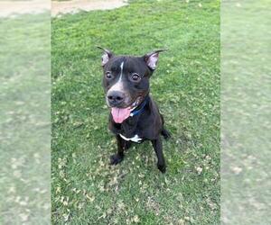 Mutt Dogs for adoption in Riverside, CA, USA