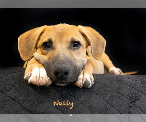 Mutt Dogs for adoption in Hot Springs Village, AR, USA