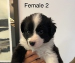 Small #1 Border-Aussie