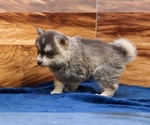 Small #4 Pomsky