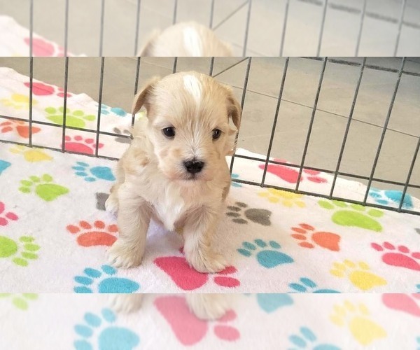 Medium Photo #2 Havanese Puppy For Sale in ORO VALLEY, AZ, USA