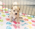 Small #1 Havanese