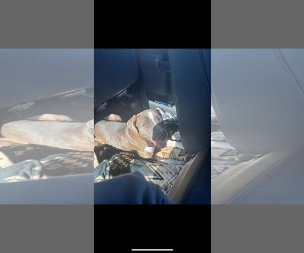 Medium Photo #1 Mutt Puppy For Sale in Rowlett, TX, USA