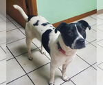 Small #2 Border Collie Mix