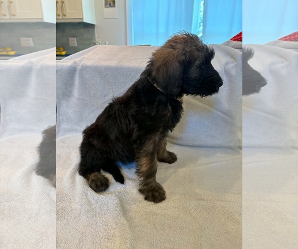 Medium Photo #3 Poodle (Standard)-Unknown Mix Puppy For Sale in Pacolet, SC, USA