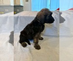 Small #2 Poodle (Standard) Mix