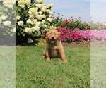 Small Photo #7 Golden Retriever Puppy For Sale in FORT PLAIN, NY, USA