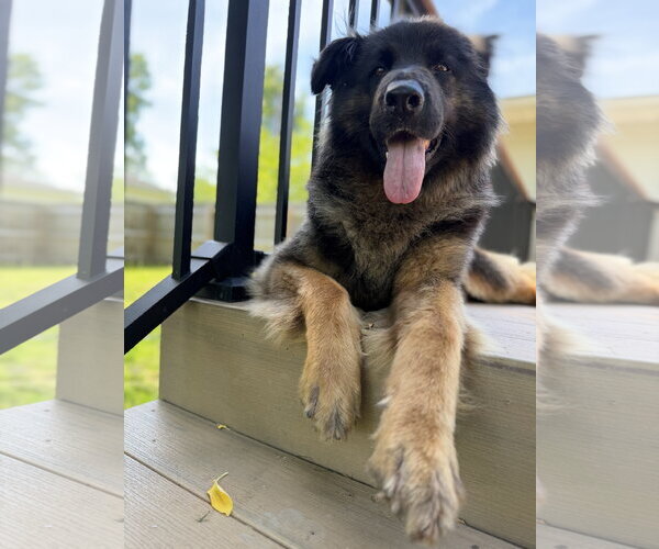 Medium Photo #13 German Shepherd Dog Puppy For Sale in North Royalton, OH, USA