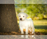 Small Photo #1 Labrador Retriever Puppy For Sale in MONROE, GA, USA