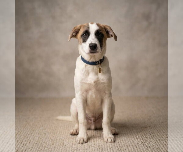Medium Photo #1 Great Pyrenees-Unknown Mix Puppy For Sale in Vail, AZ, USA