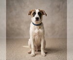 Small Great Pyrenees Mix