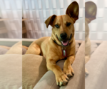 Small #2 Australian Shepherd Mix