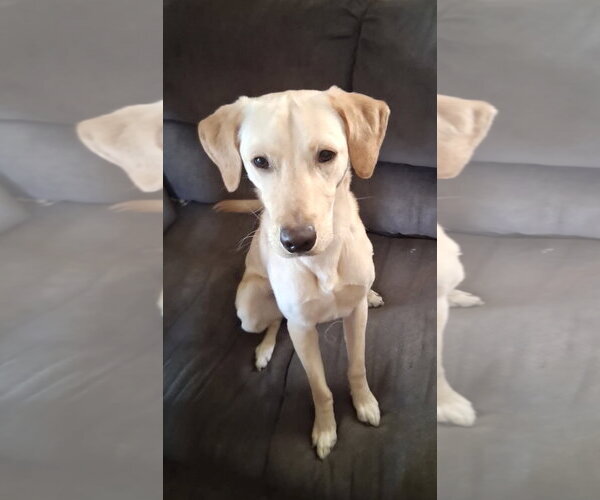 Medium Photo #1 Labrador Retriever-Unknown Mix Puppy For Sale in Estherville, IA, USA