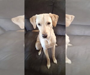 Labrador Retriever-Unknown Mix Dogs for adoption in Estherville, IA, USA
