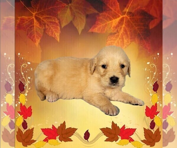 Medium Photo #8 Golden Retriever Puppy For Sale in FALCON, CO, USA