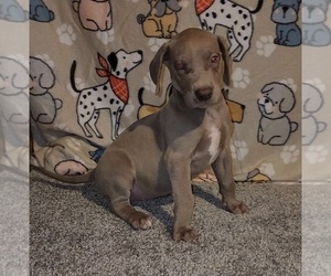 Great Dane Puppy for sale in DENHAM SPRINGS, LA, USA