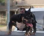 Small Photo #1 American Bully Puppy For Sale in HOUSTON, TX, USA