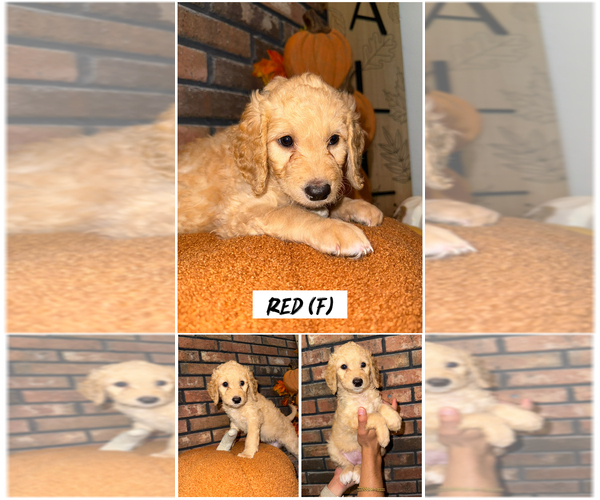 Medium Photo #1 Goldendoodle (Miniature) Puppy For Sale in FORT MYERS, FL, USA