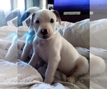 Small Photo #74 American Pit Bull Terrier-Labrador Retriever Mix Puppy For Sale in MOORESBORO, NC, USA