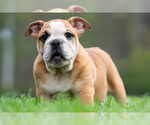 Small #14 Bulldog