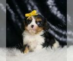Small Photo #11 Cavalier King Charles Spaniel Puppy For Sale in WARSAW, IN, USA