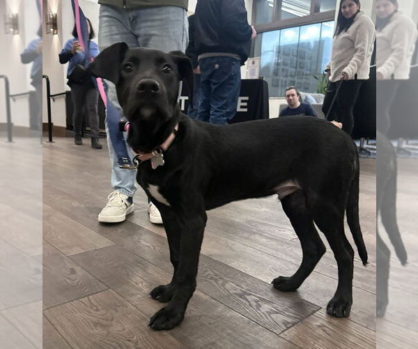 Medium Photo #6 Mutt Puppy For Sale in Boston, MA, USA