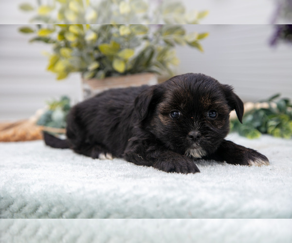Medium Photo #8 Shorkie Tzu Puppy For Sale in BERNE, IN, USA