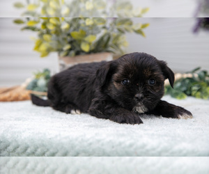 Medium Shorkie Tzu