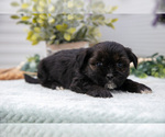 Puppy 3 Shorkie Tzu
