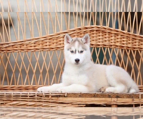 Medium Photo #4 Siberian Husky Puppy For Sale in AUSTIN, TX, USA