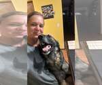 Small #7 German Shepherd Dog