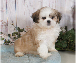 Shih Tzu Puppy for sale in PENNS CREEK, PA, USA