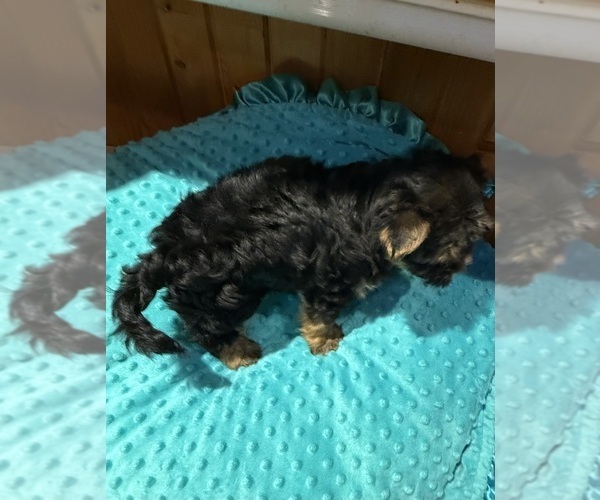 Medium Photo #3 Yorkshire Terrier Puppy For Sale in ALVORD, IA, USA