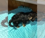 Small #2 Yorkshire Terrier