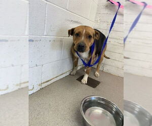 Mutt Dogs for adoption in San Bernardino, CA, USA