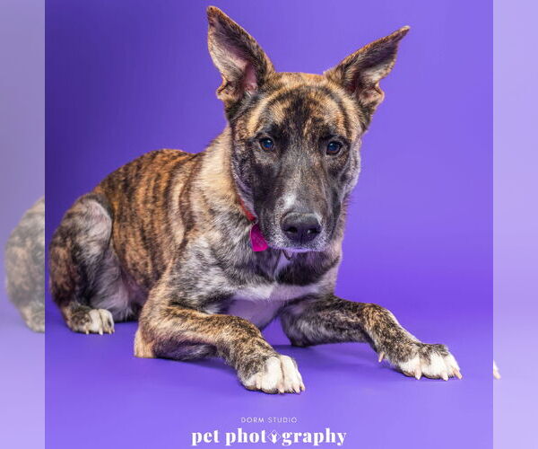 Medium Photo #1 Catahoula Leopard Dog-Unknown Mix Puppy For Sale in Fargo, ND, USA