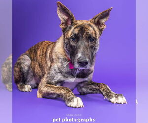 Catahoula Leopard Dog-Unknown Mix Dogs for adoption in Fargo, ND, USA