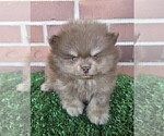 Small #18 Pomeranian